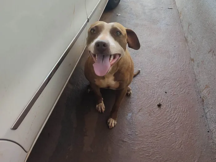 Cachorro ra a Pit-Bull idade 2 anos nome Mery Jane