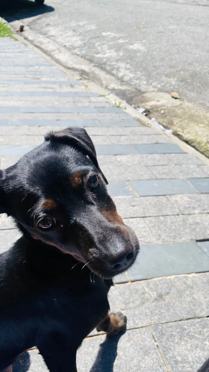 Cachorro ra a SRD-ViraLata idade Abaixo de 2 meses nome bela