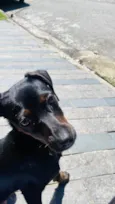 bela
