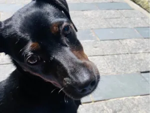 Cachorro raça SRD-ViraLata idade Abaixo de 2 meses nome bela