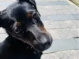 bela