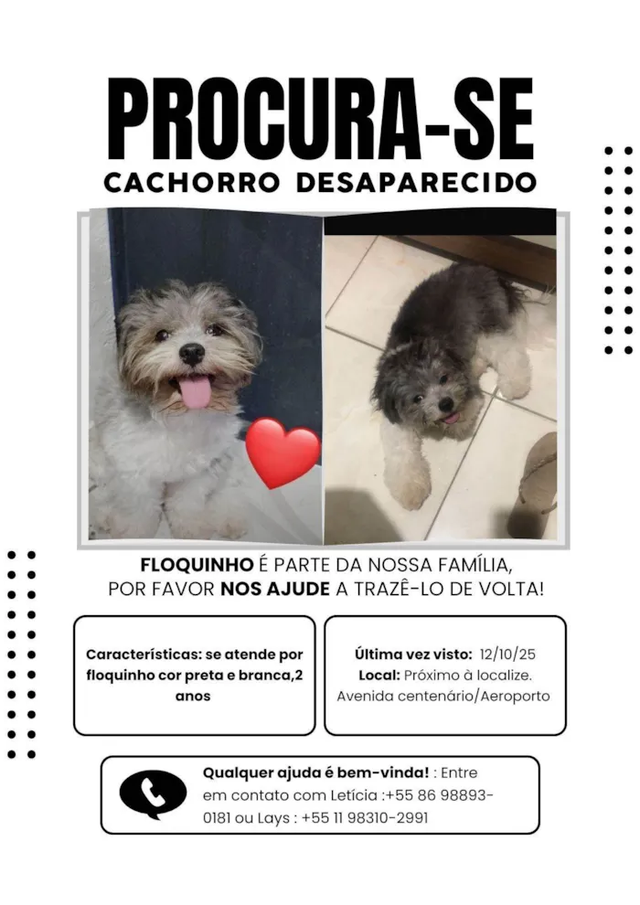 Cachorro ra a Shitzu idade 2 anos nome Floquinho 