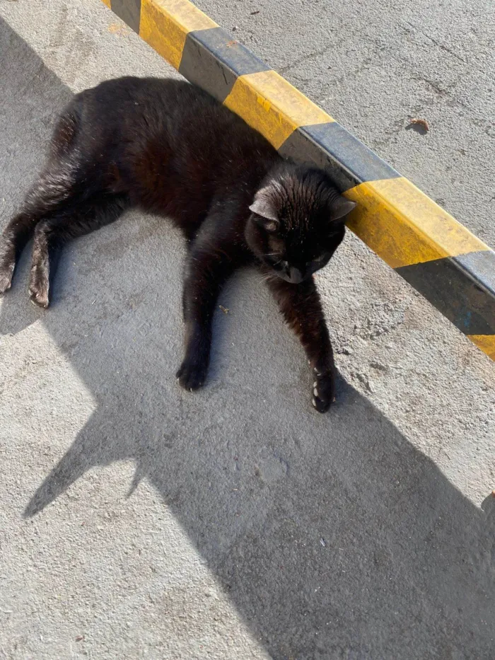 Gato ra a SRD-ViraLata idade 3 anos nome Pretinha
