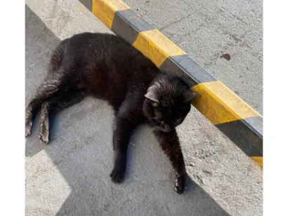 Gato raça SRD-ViraLata idade 3 anos nome Pretinha