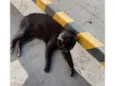 Pretinha