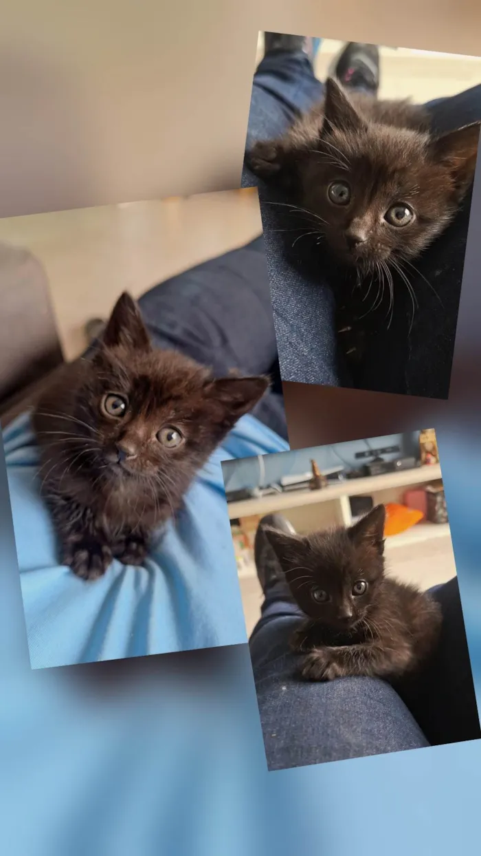 Gato ra a SRD-ViraLata idade Abaixo de 2 meses nome Sem nome