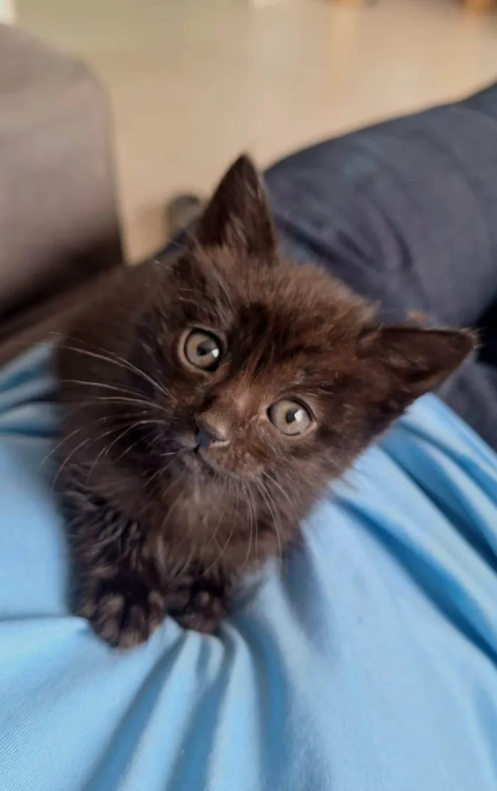Gato ra a SRD-ViraLata idade Abaixo de 2 meses nome Sem nome