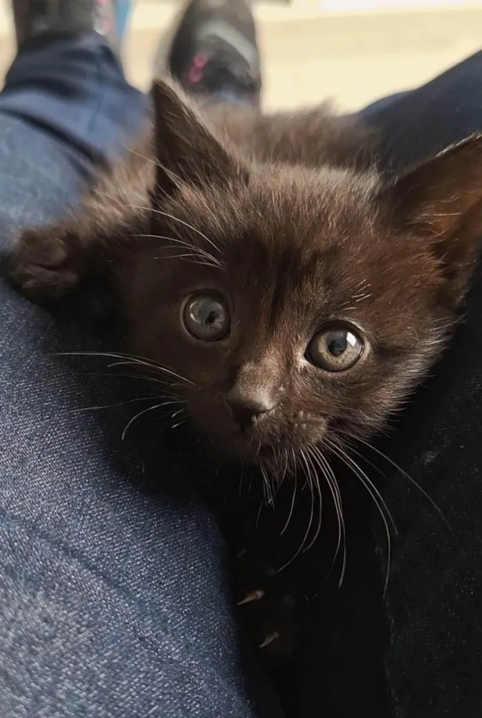 Gato ra a SRD-ViraLata idade Abaixo de 2 meses nome Sem nome
