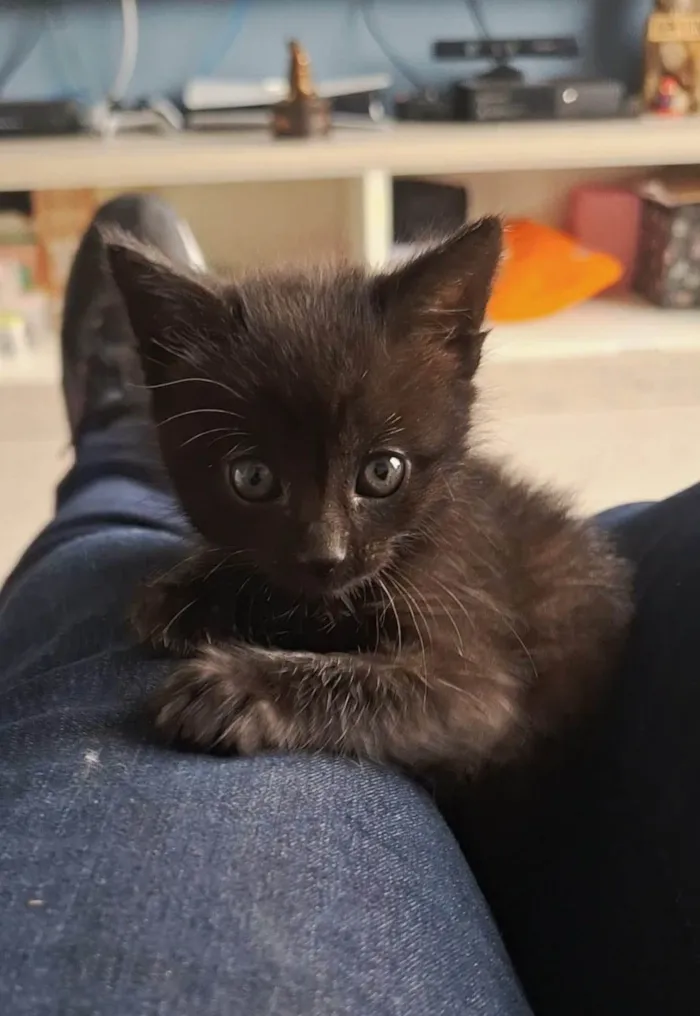 Gato ra a SRD-ViraLata idade Abaixo de 2 meses nome Sem nome