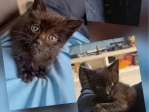 Gato raça SRD-ViraLata idade Abaixo de 2 meses nome Sem nome