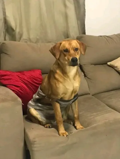 Cachorro raça Labrador idade 2 anos nome Bruno