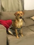 Bruno