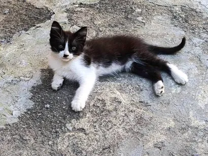 Gato raça SRD-ViraLata idade 2 a 6 meses nome Vascaína