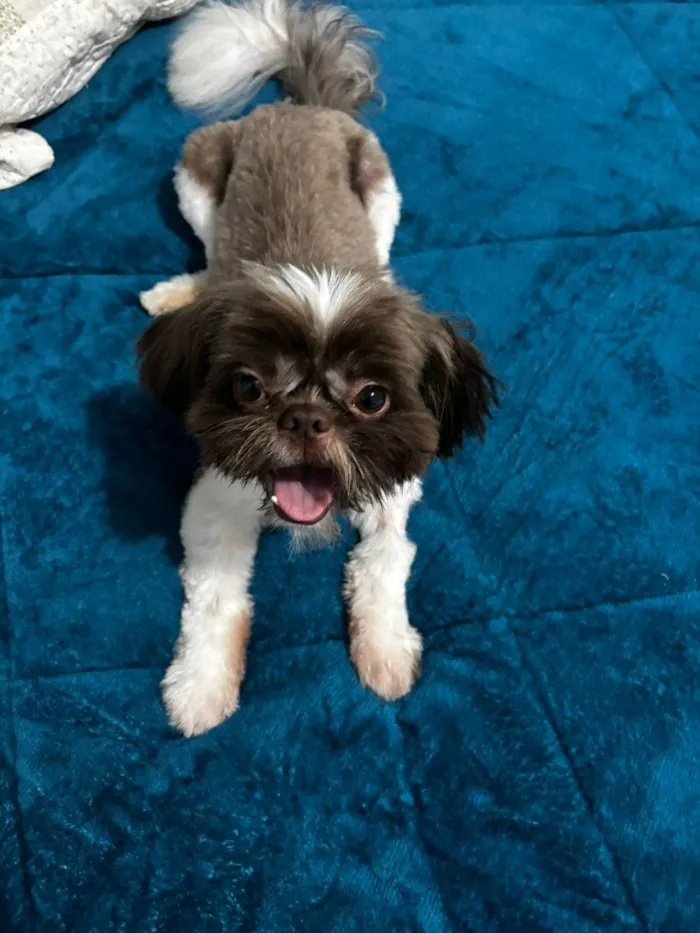 Cachorro ra a Shitzu idade 1 ano nome Sheldon