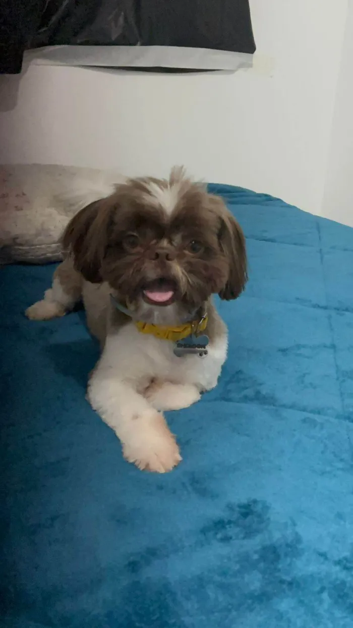 Cachorro ra a Shitzu idade 1 ano nome Sheldon