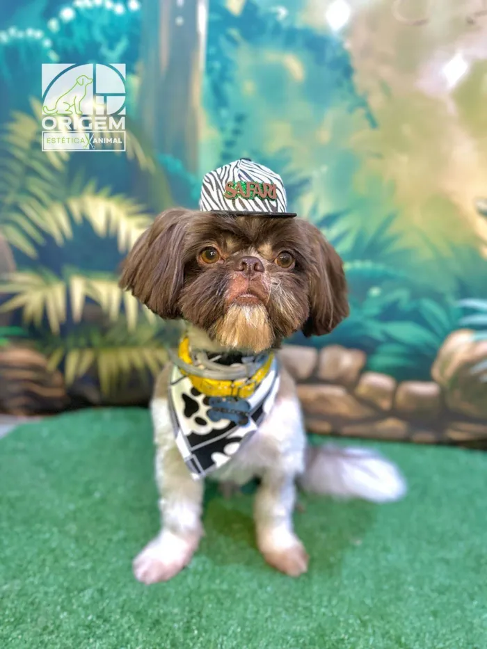 Cachorro ra a Shitzu idade 1 ano nome Sheldon