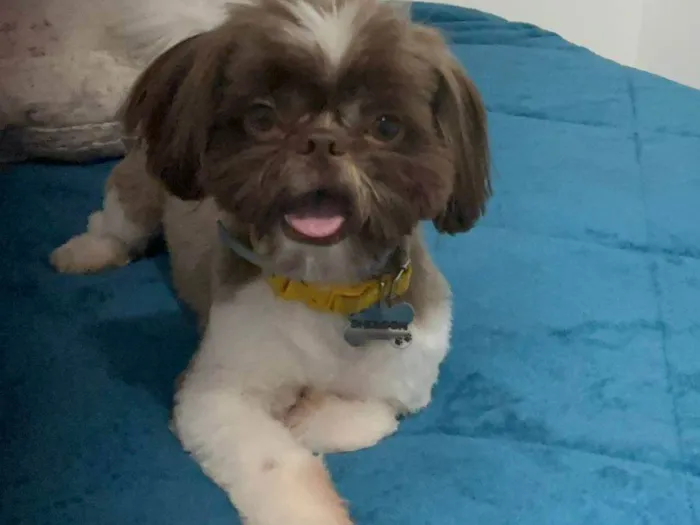 Cachorro ra a Shitzu idade 1 ano nome Sheldon