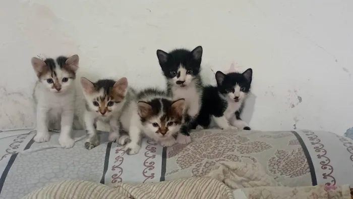 Gato ra a SRD-ViraLata idade Abaixo de 2 meses nome Gatinhos 