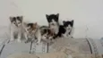 Gatinhos