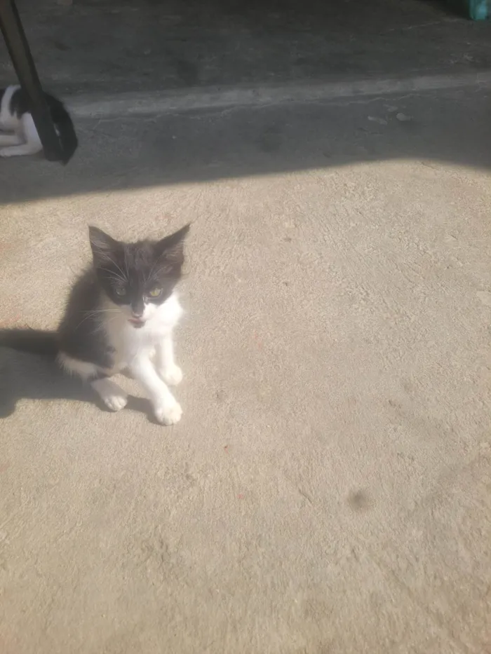Gato ra a SRD-ViraLata idade 2 a 6 meses nome Sem nome