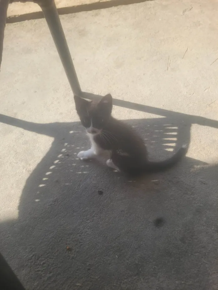 Gato ra a SRD-ViraLata idade 2 a 6 meses nome Sem nome