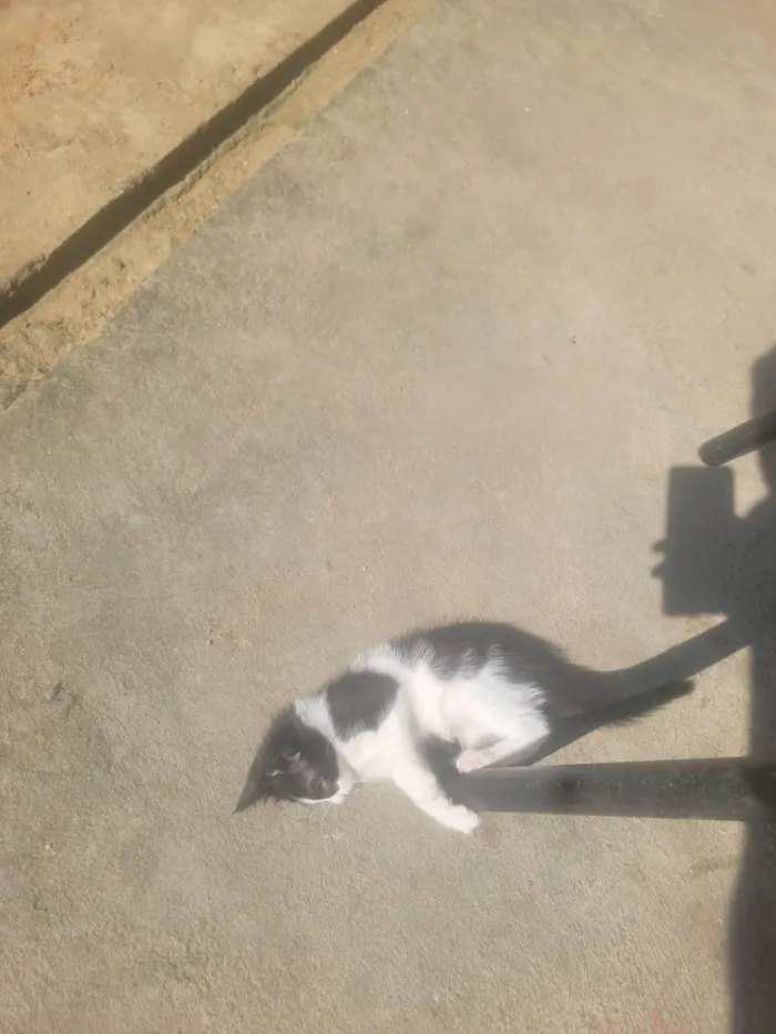Gato ra a SRD-ViraLata idade 2 a 6 meses nome Sem nome