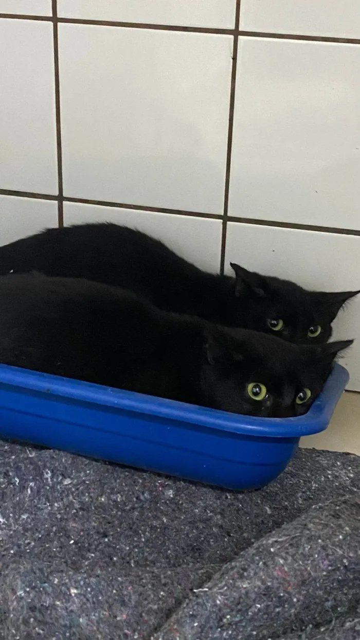 Gato ra a SRD-ViraLata idade 7 a 11 meses nome Pantera e Félix