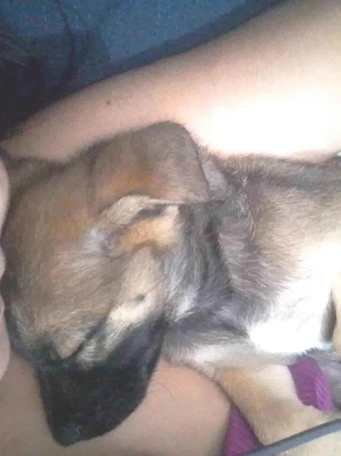 Cachorro ra a SRD-ViraLata idade Abaixo de 2 meses nome Alladim