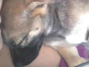 Cachorro raça SRD-ViraLata idade Abaixo de 2 meses nome Alladim