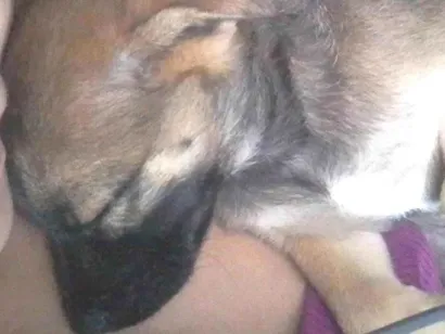 Cachorro raça SRD-ViraLata idade Abaixo de 2 meses nome Alladim