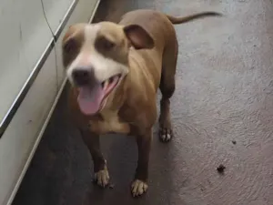 Cachorro raça Pit-Bull idade 2 anos nome Mery Jane