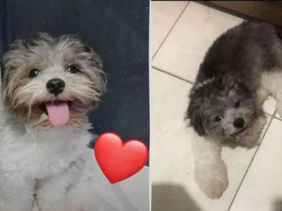Cachorro raça Shitzu idade 2 anos nome Floquinho 