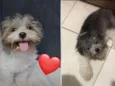 Floquinho