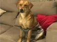 Bruno
