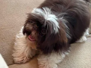 Cachorro raça Shitzu idade 1 ano nome Sheldon