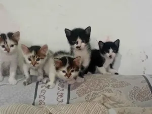 Gato raça SRD-ViraLata idade Abaixo de 2 meses nome Gatinhos 