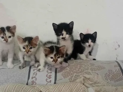 Gato raça SRD-ViraLata idade Abaixo de 2 meses nome Gatinhos 