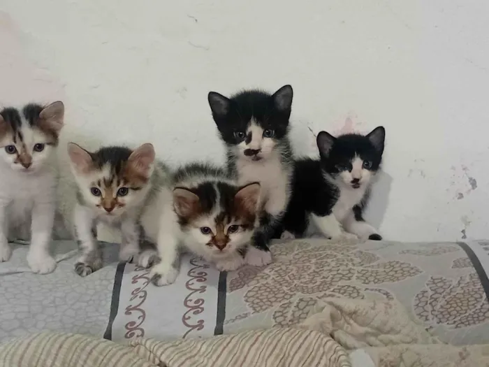 Gato ra a SRD-ViraLata idade Abaixo de 2 meses nome Gatinhos 