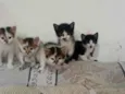 Gatinhos