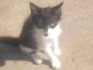 Gato raça SRD-ViraLata idade 2 a 6 meses nome Sem nome