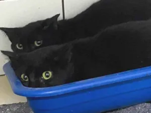 Gato raça SRD-ViraLata idade 7 a 11 meses nome Pantera e Félix
