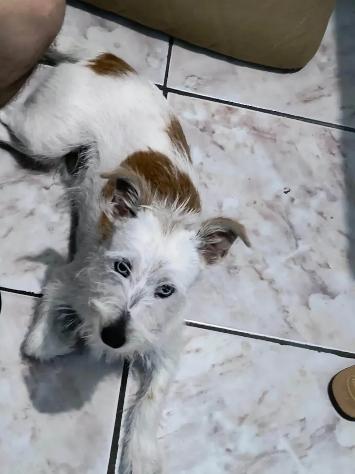 Cachorro ra a SRD-ViraLata idade 7 a 11 meses nome Snow
