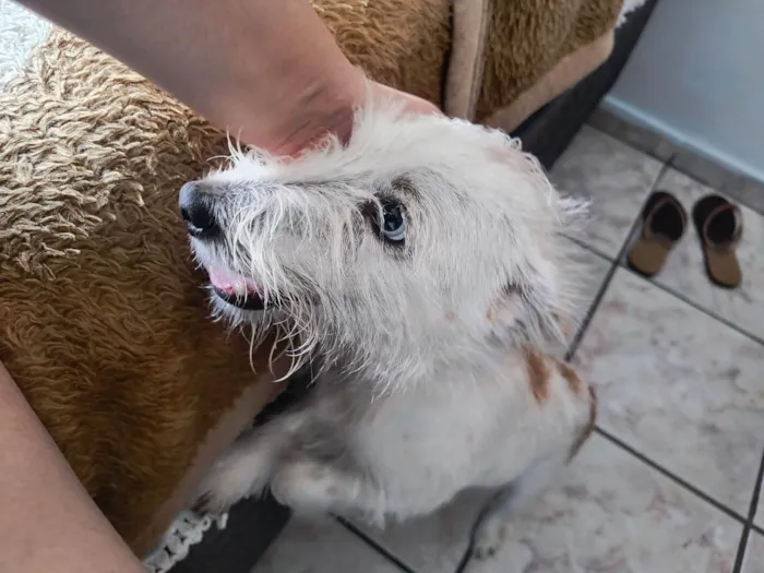 Cachorro ra a SRD-ViraLata idade 7 a 11 meses nome Snow