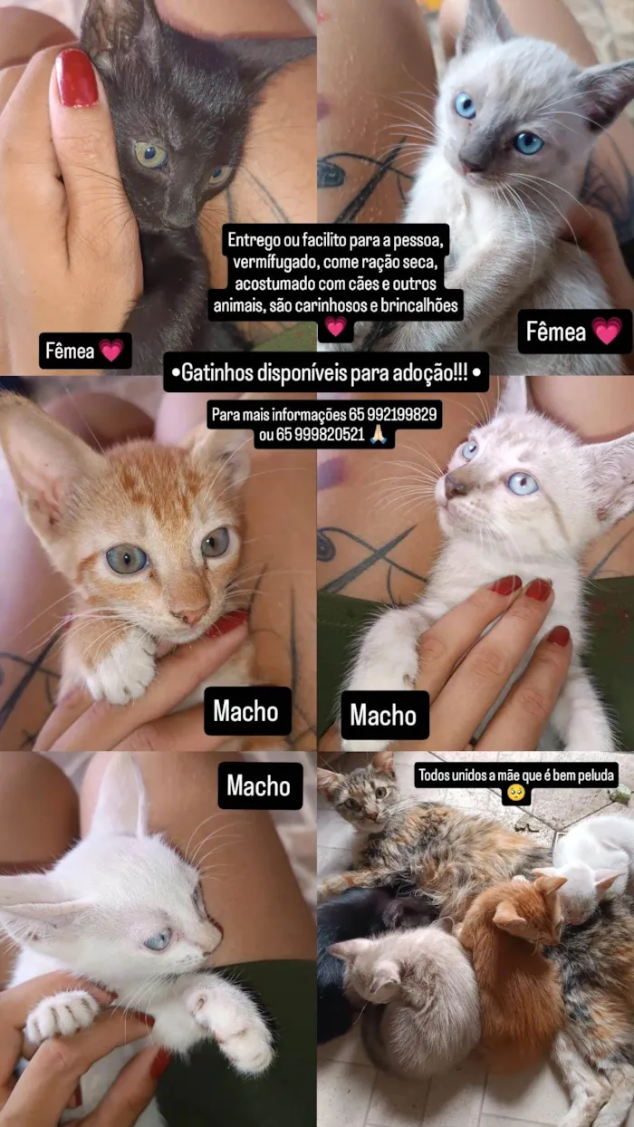 Gato ra a SRD-ViraLata idade Abaixo de 2 meses nome Gatinhos para adoção 