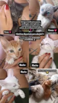 Gatinhos para adoção