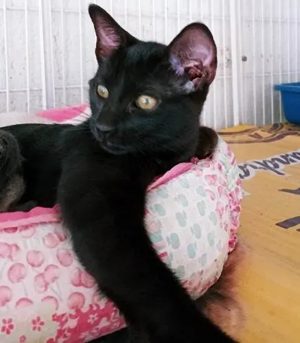 Gato ra a SRD-ViraLata idade 2 a 6 meses nome LARA BLACK