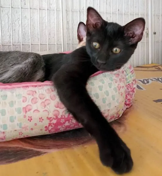 Gato ra a SRD-ViraLata idade 2 a 6 meses nome LARA BLACK