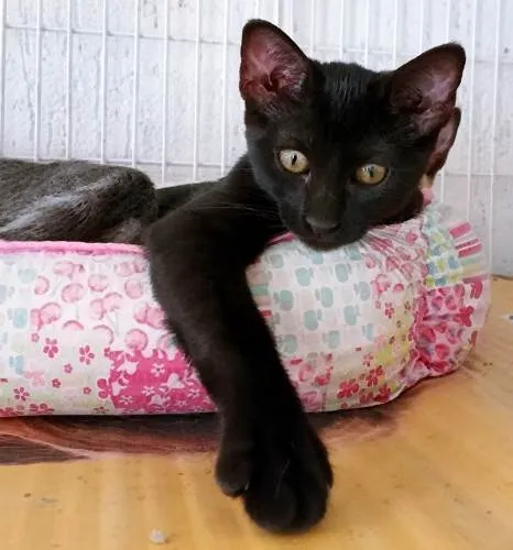 Gato ra a SRD-ViraLata idade 2 a 6 meses nome LARA BLACK