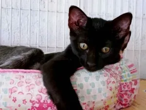Gato raça SRD-ViraLata idade 2 a 6 meses nome LARA BLACK