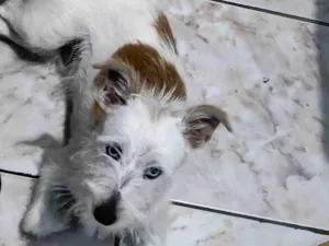Cachorro raça SRD-ViraLata idade 7 a 11 meses nome Snow